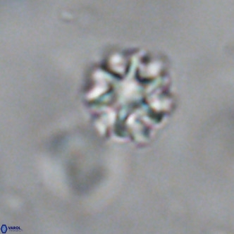 Discoaster puvillandii VR 18139