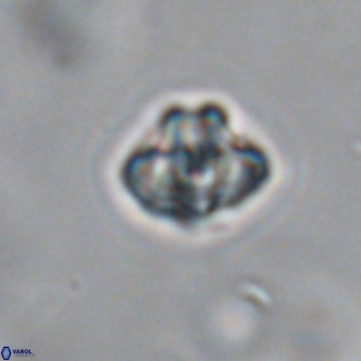 Discoaster puvillandii VR 18144