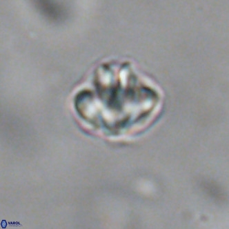 Discoaster puvillandii VR 18145