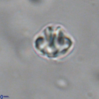 Discoaster puvillandii VR 18146