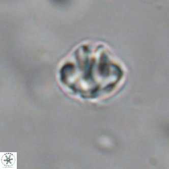 Discoaster puvillandii VR 18146