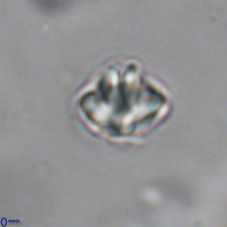 Discoaster puvillandii VR 18147