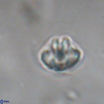 Discoaster puvillandii VR 18148