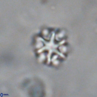 Discoaster puvillandii VR 18141