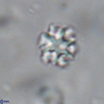 Discoaster puvillandii VR 18142