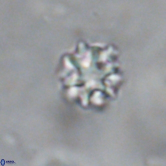 Discoaster puvillandii VR 18143