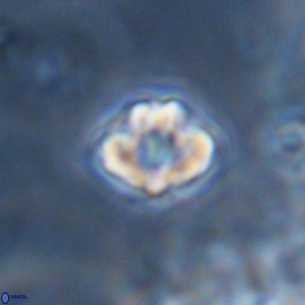 Discoaster puvillandii VR 18158