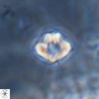Discoaster puvillandii VR 18159
