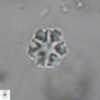 Discoaster puvillandii VR 18150