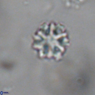 Discoaster puvillandii VR 18151