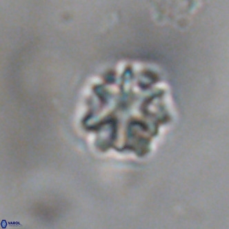 Discoaster puvillandii VR 18152