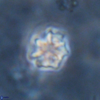 Discoaster puvillandii VR 18153