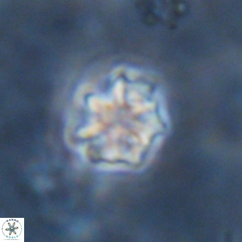 Discoaster puvillandii VR 18153