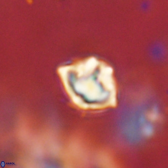 Discoaster puvillandii VR 18164