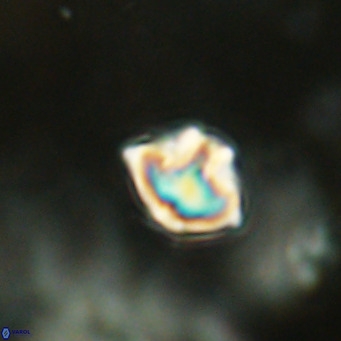 Discoaster puvillandii VR 18165