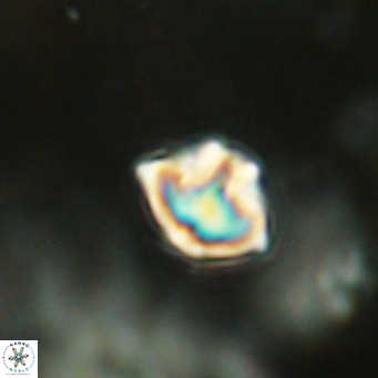 Discoaster puvillandii VR 18165