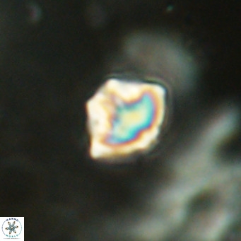 Discoaster puvillandii VR 18167
