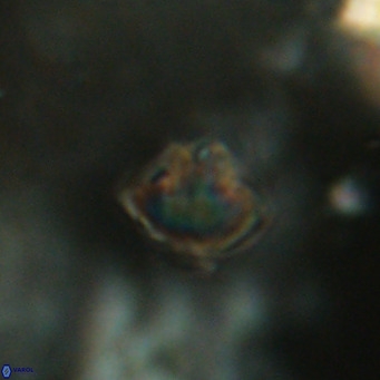 Discoaster puvillandii VR 18168