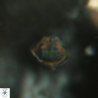 Discoaster puvillandii VR 18168