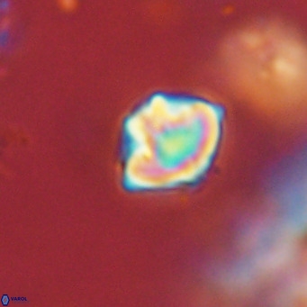 Discoaster puvillandii VR 18162