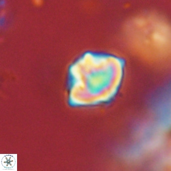 Discoaster puvillandii VR 18162