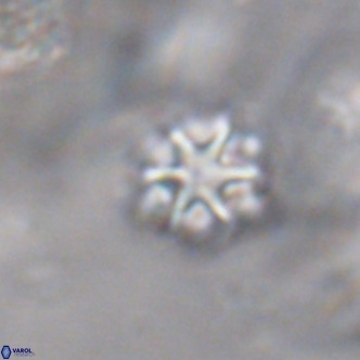 Discoaster puvillandii VR 18175