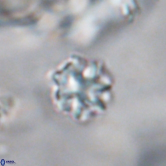 Discoaster puvillandii VR 18178