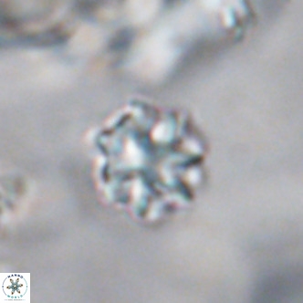Discoaster puvillandii VR 18178
