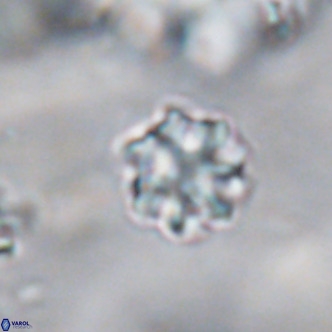 Discoaster puvillandii VR 18179