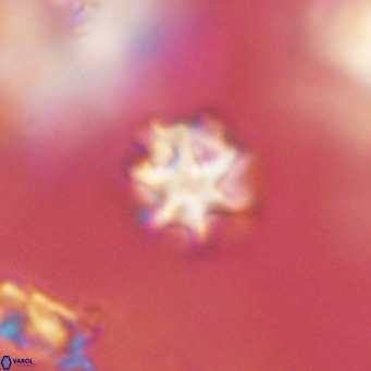 Discoaster puvillandii VR 18171