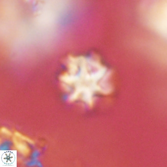 Discoaster puvillandii VR 18171