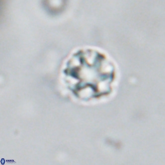 Discoaster puvillandii VR 18184