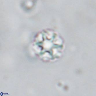 Discoaster puvillandii VR 18186