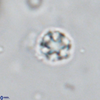 Discoaster puvillandii VR 18188