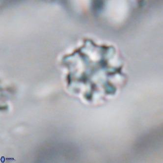 Discoaster puvillandii VR 18180