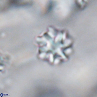 Discoaster puvillandii VR 18181