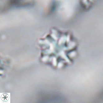 Discoaster puvillandii VR 18181