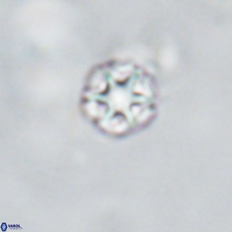 Discoaster puvillandii VR 18194