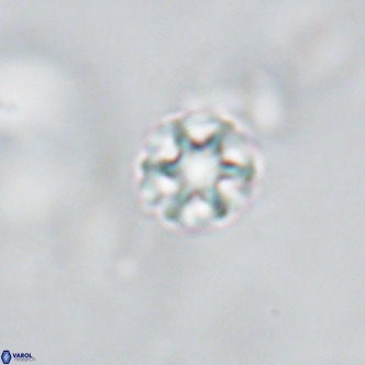 Discoaster puvillandii VR 18196