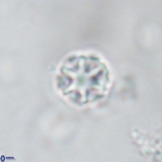 Discoaster puvillandii VR 18191