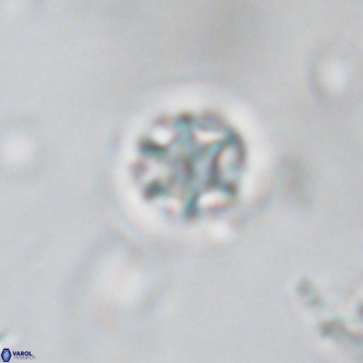 Discoaster puvillandii VR 18192