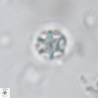 Discoaster puvillandii VR 18192