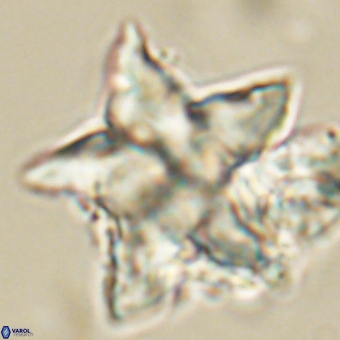 Discoaster paelikei 68868