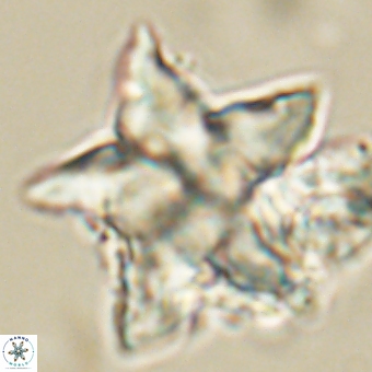 Discoaster paelikei 68868