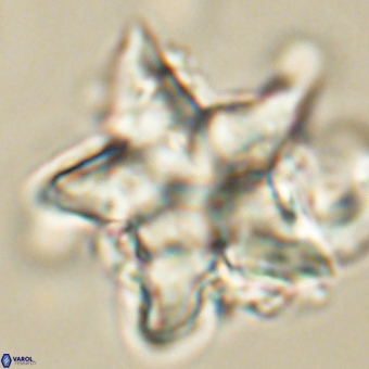 Discoaster paelikei 68869