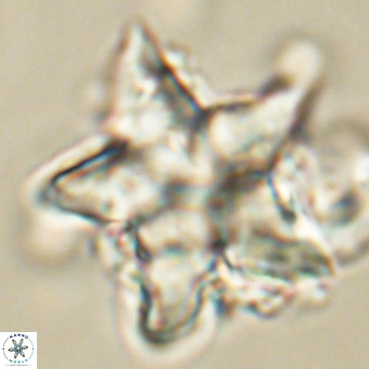 Discoaster paelikei 68869