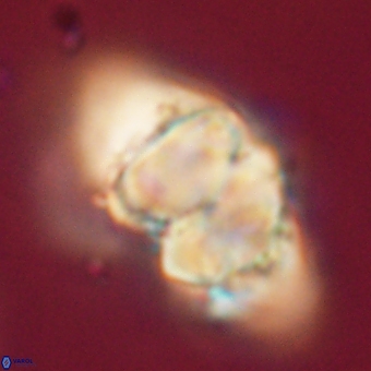 Discoaster paelikei 68874