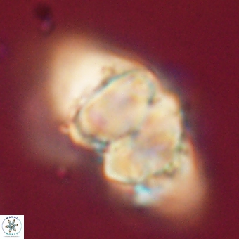 Discoaster paelikei 68874