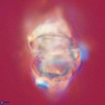 Discoaster paelikei 68875