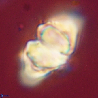Discoaster paelikei 68876